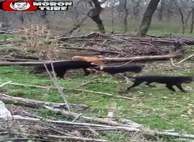 Video :What happens when a hunting dog accepts the incorrect job